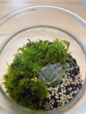 苔リュームの中
