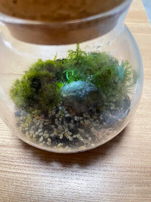 蓋付き苔リューム